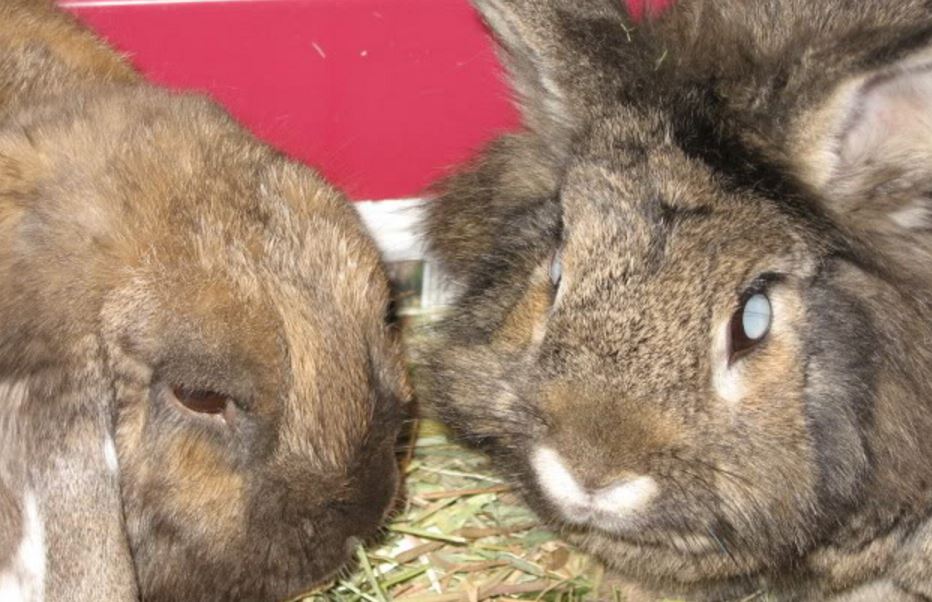 Toys For Blind Rabbits at Greg Winfield blog